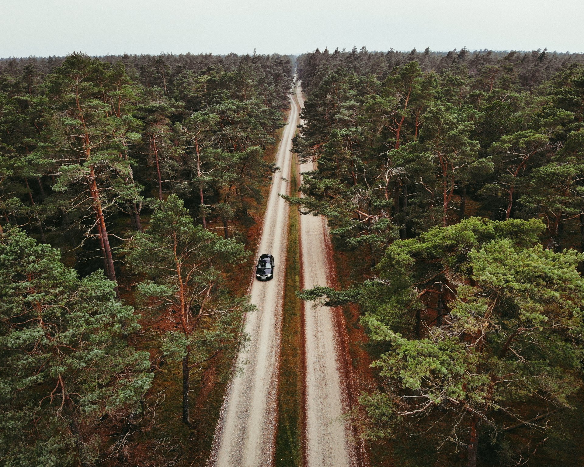 En bil kører gennem et stort skovområde