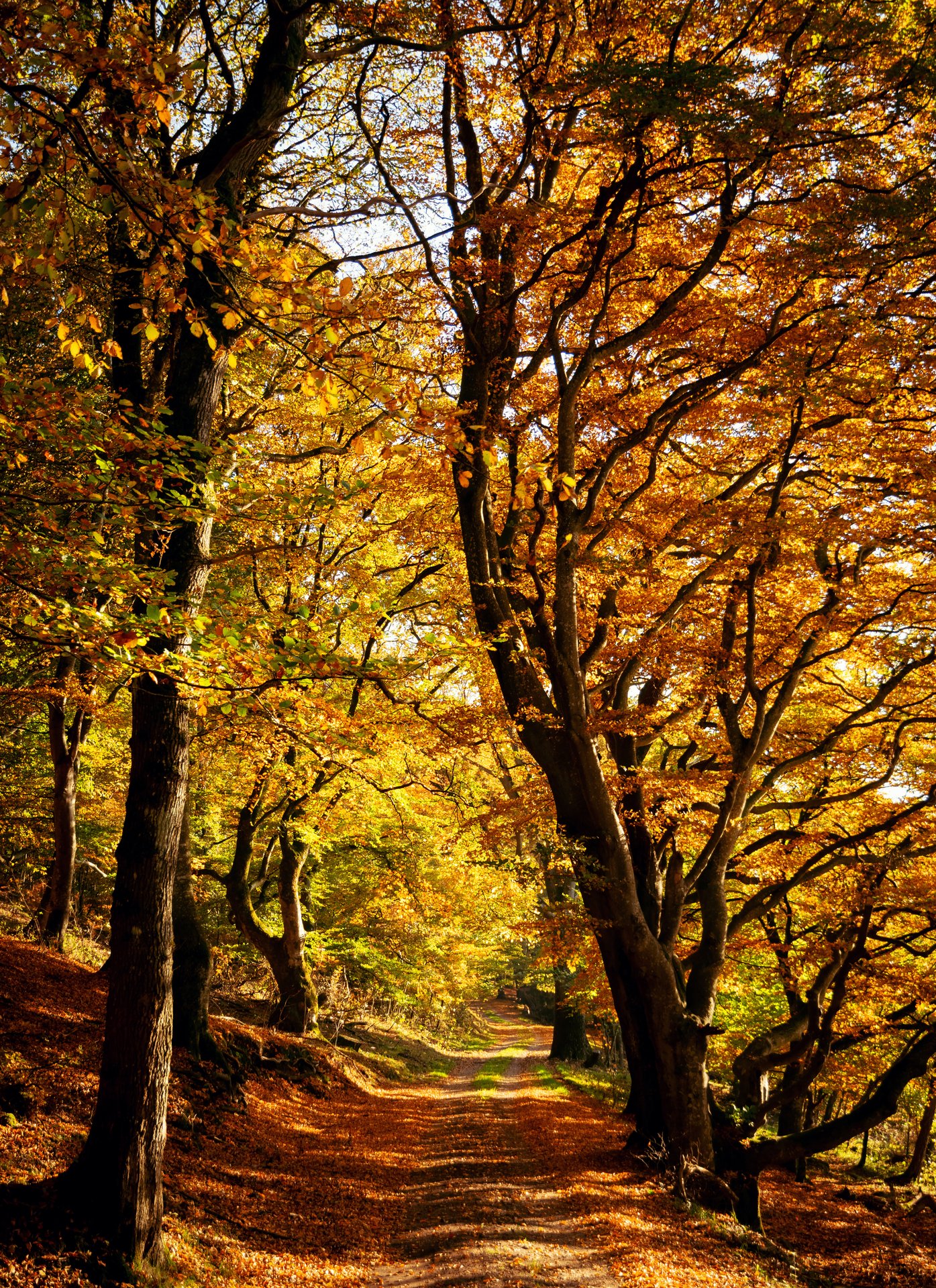 Foto af Rold Skov i efteråret