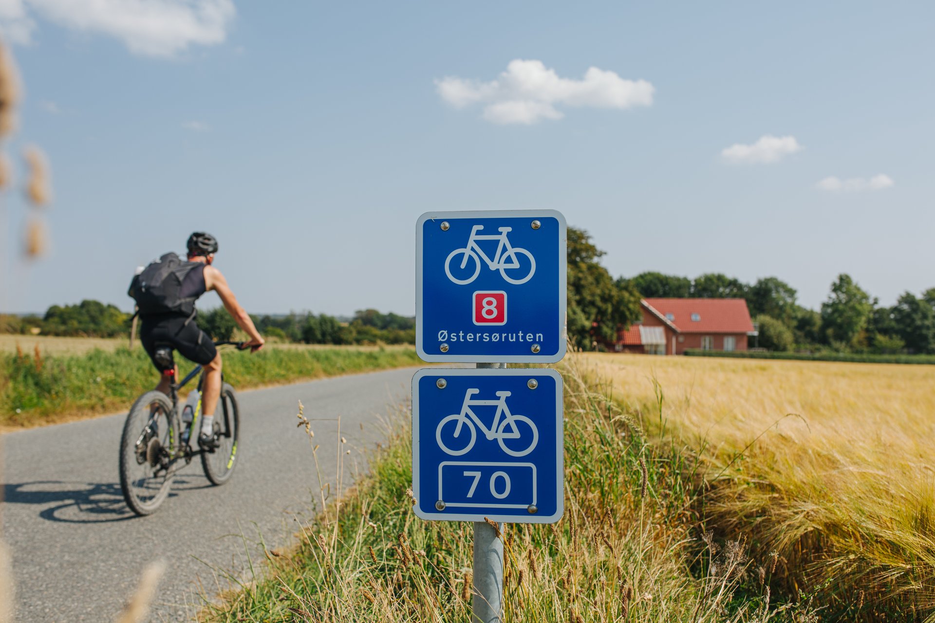 En cyklist cykler på en landevej gennem gule marker