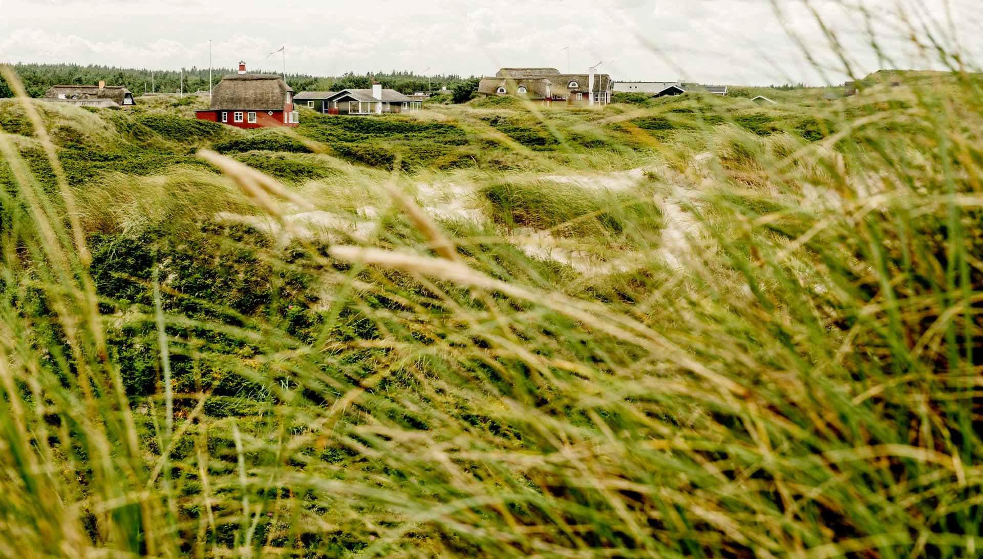 Foto af frodig eng med sommerhuse i baggrunden
